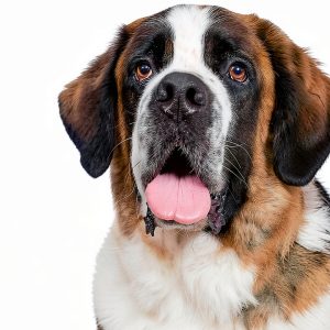 PETARMOR Flea Tick Topical for Dogs Kills Fleas Ticks-0