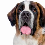 PETARMOR Flea Tick Topical for Dogs Kills Fleas Ticks-0