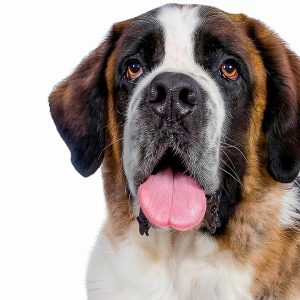 PETARMOR Flea Tick Topical for Dogs Kills Fleas Ticks-0