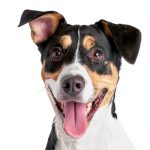 PETARMOR Flea Tick Topical for Dogs Kills Fleas Ticks-0