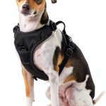 Littlearth NFL Unisex-Adult NFL Front Clip Pet Harness-0